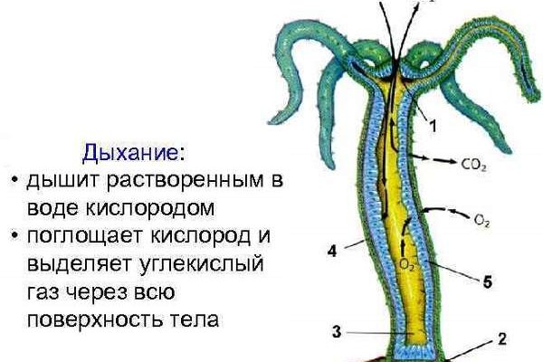 Блэк спрут ссылка 1blacksprut me