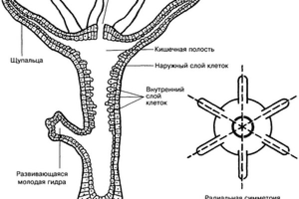 Блэк спрут работает